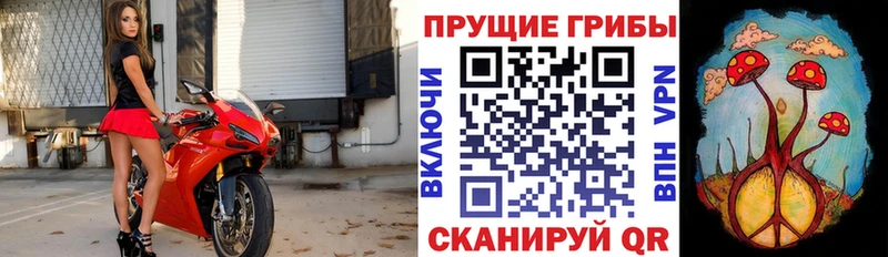 Псилоцибиновые грибы Psilocybine cubensis  Волхов 